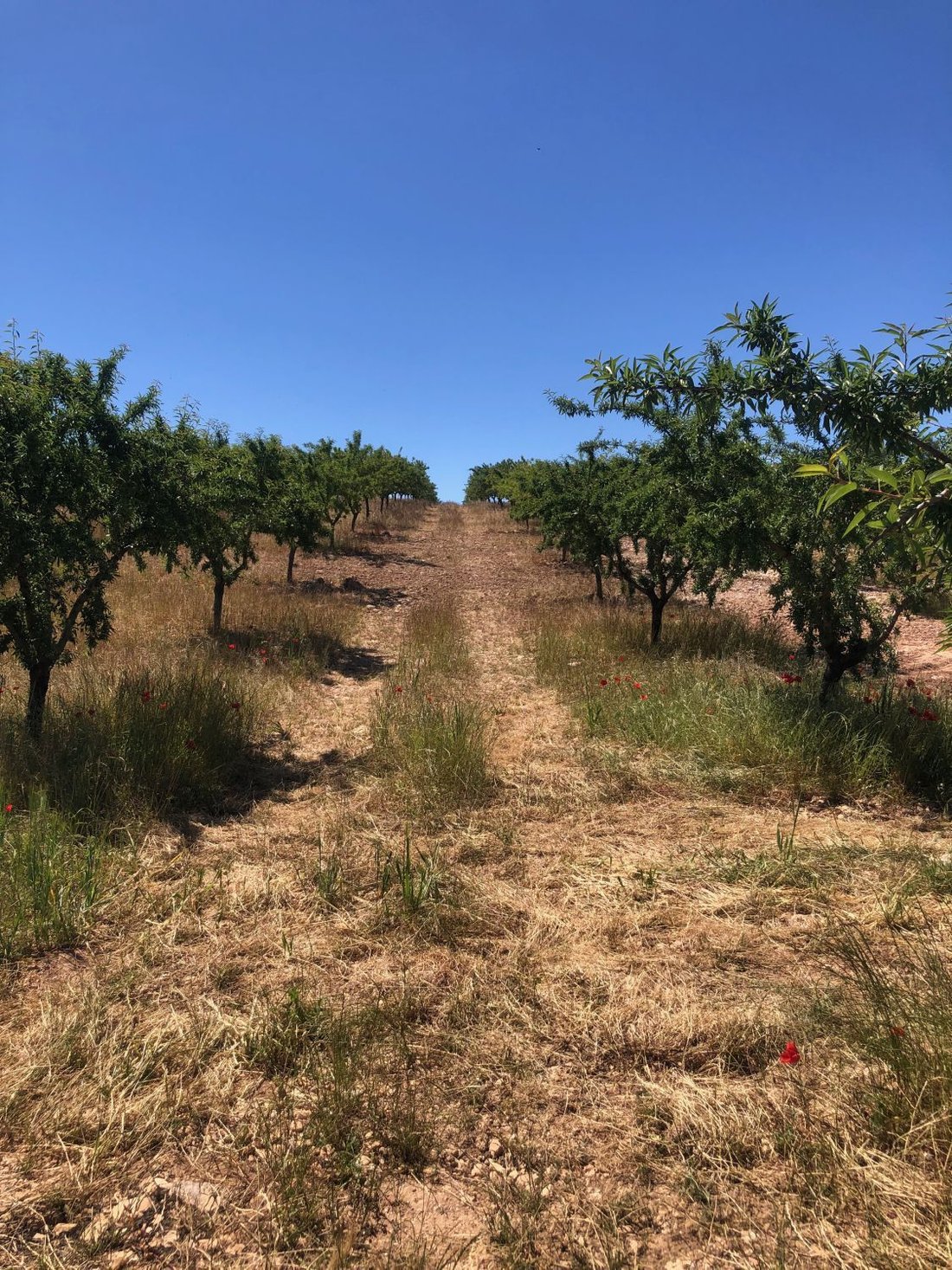 Land in Elche de la Sierra, Castile-La Mancha, Spain 3 - 18143793