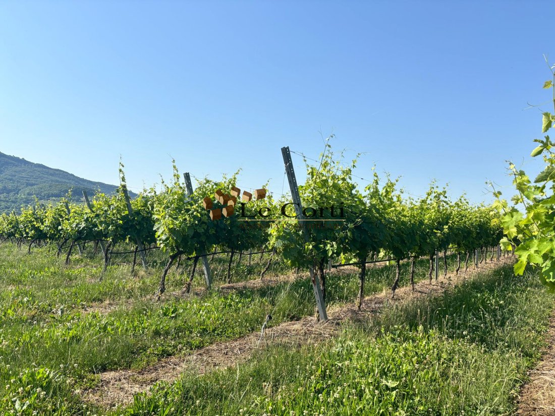 Land in Lonigo, Veneto, Italy 2 - 18150827