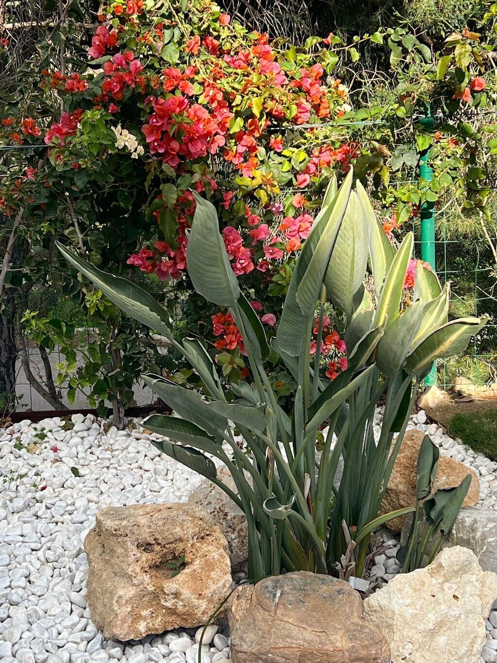 Villa in Elviria-Cabopino, Marbella, Spain 4 - 18150257