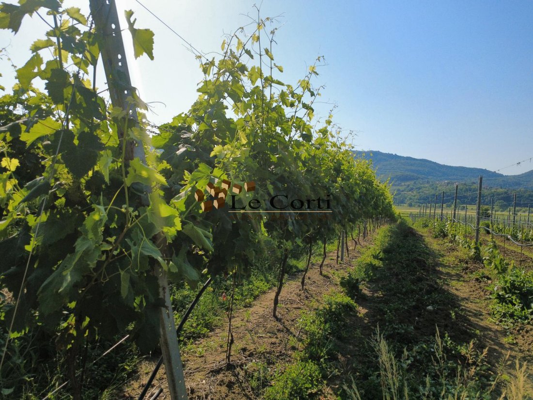Land in Lonigo, Veneto, Italy 1 - 18150827