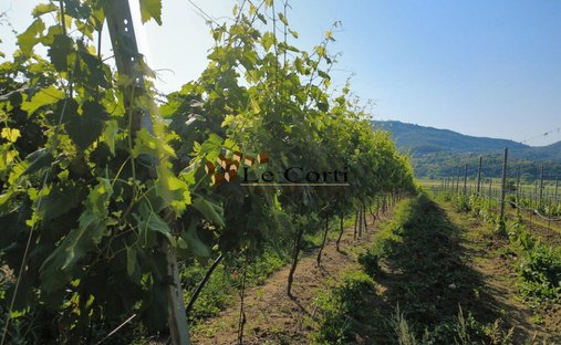 Land in Lonigo, Veneto, Italy 1