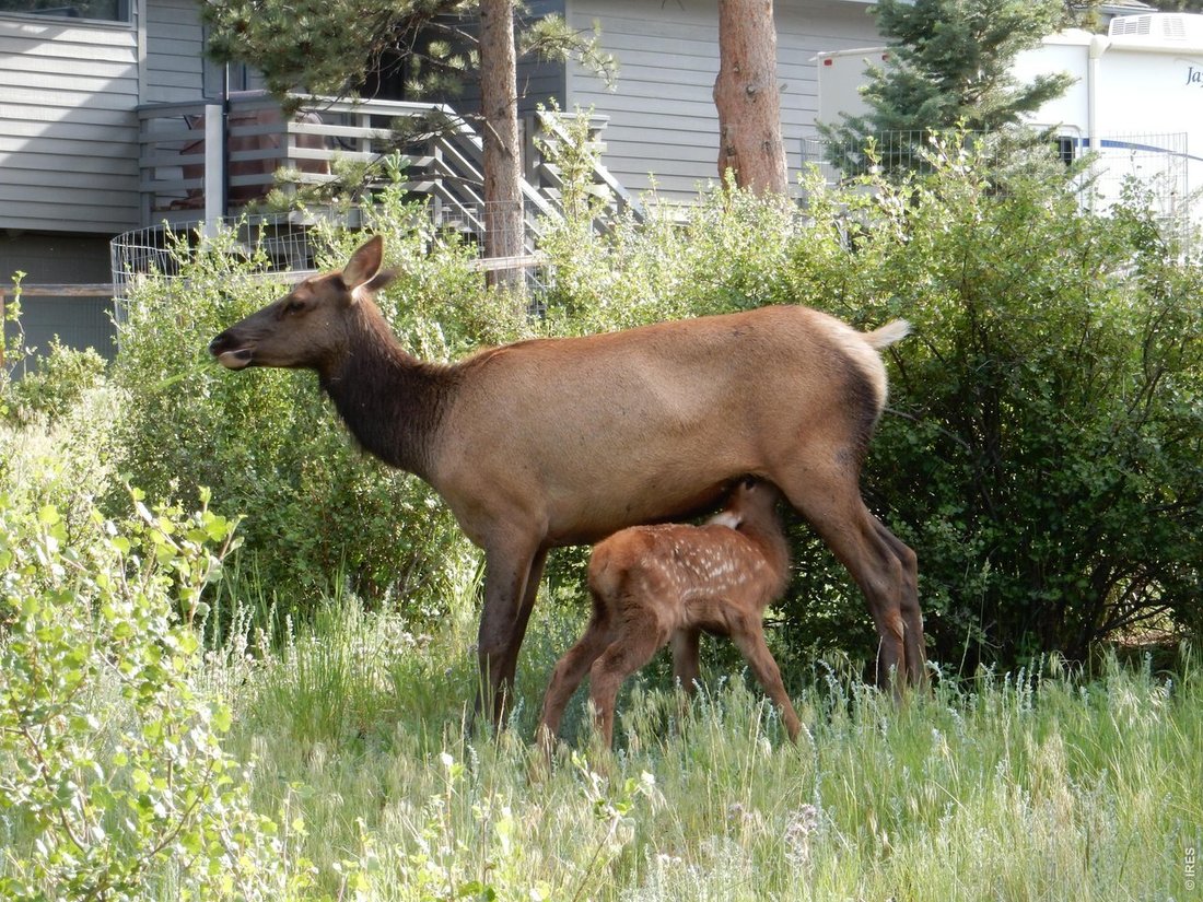House in Estes Park, Colorado, United States 3 - 18152661