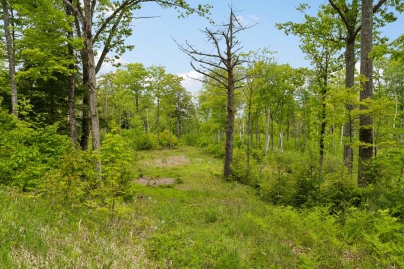 Land in Canaan, New Hampshire, United States 4 - 18159966