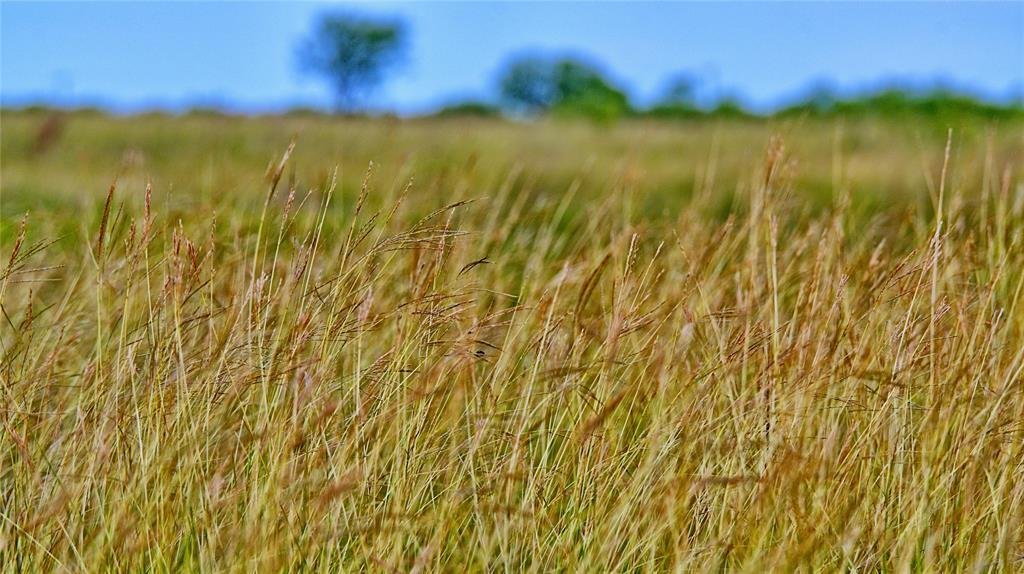 Farm Ranch in Henrietta, Texas, United States 5 - 18165077