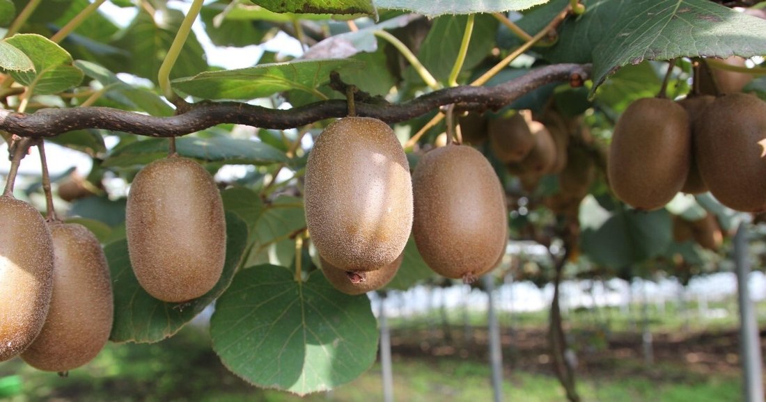 Land in Casier, Veneto, Italy 1 - 18160920