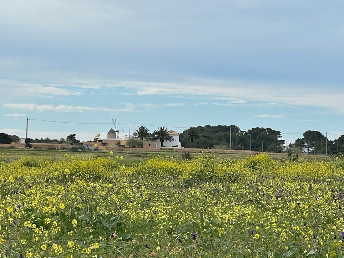 Land in Formentera, Balearic Islands, Spain 4 - 17951530