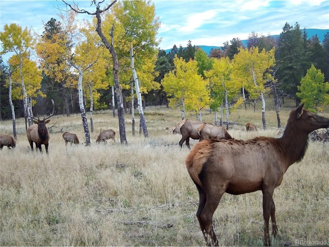 Land in Conifer, Colorado, United States 5 - 18174059