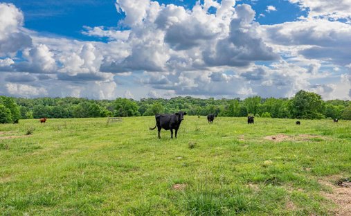 Farm Ranch in Bismarck, Arkansas, United States 1