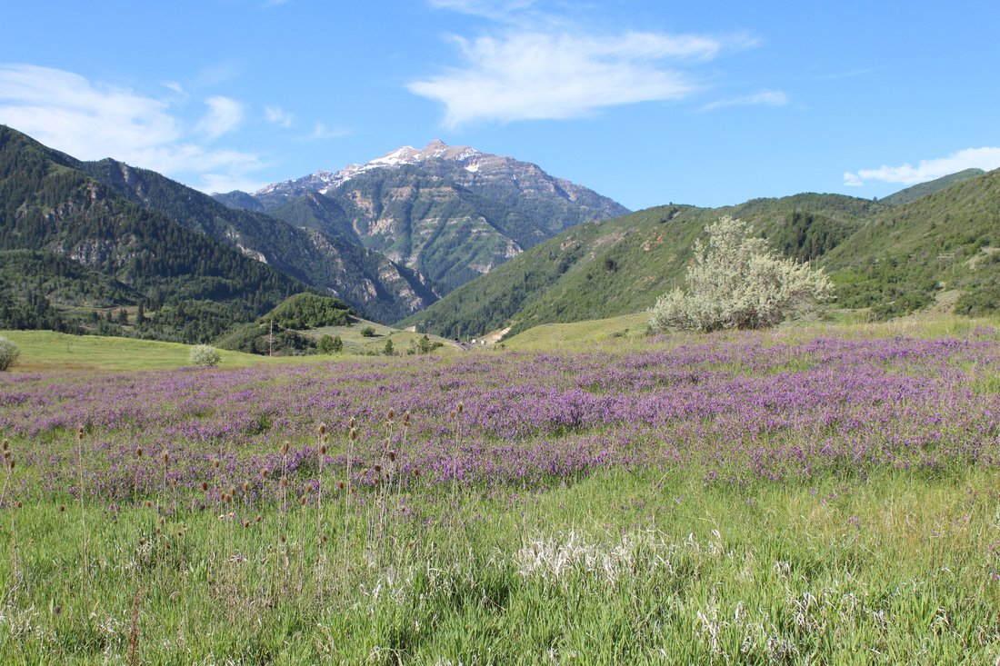 Condo in Provo, Utah, United States 2 - 17343954