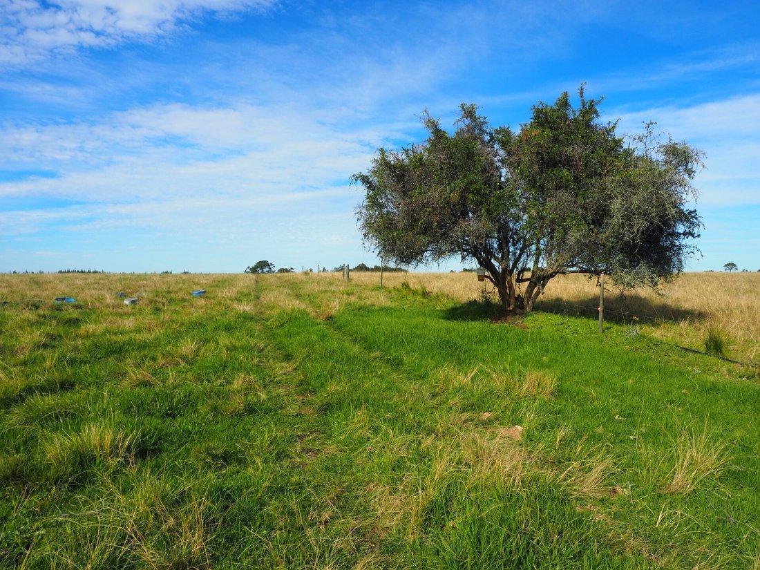 Farm Ranch in Plettenberg Bay, Western Cape, South Africa 3 - 18184658