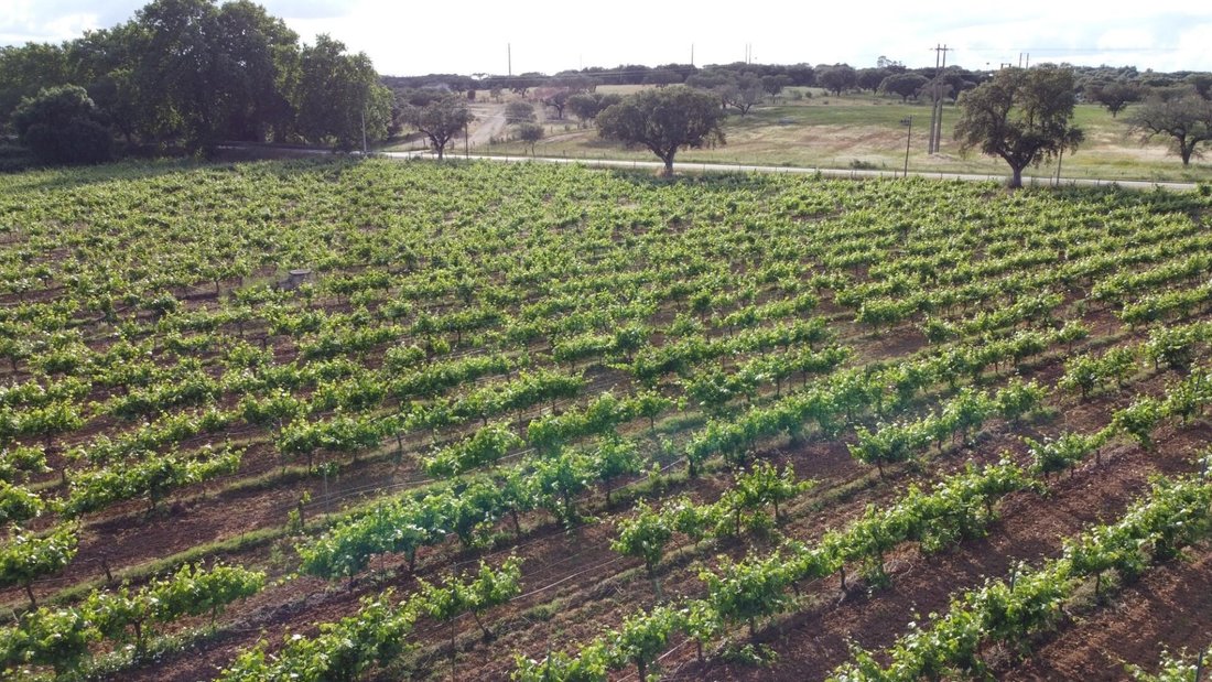 Land in Alandroal (Nossa Senhora da Conceicao), Sao Bras dos Matos (Mina do Bugalho) e Juromenha (Nossa Senhora do Loreto), Évora District, Portugal 1 - 16395400