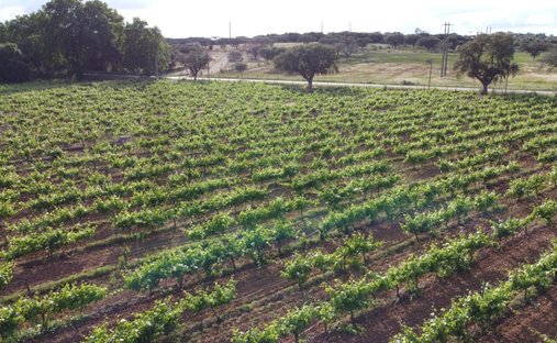Terreno en Alandroal (Nossa Senhora da Conceicao), Sao Bras dos Matos (Mina do Bugalho) e Juromenha (Nossa Senhora do Loreto), Distrito de Évora, Portugal 1