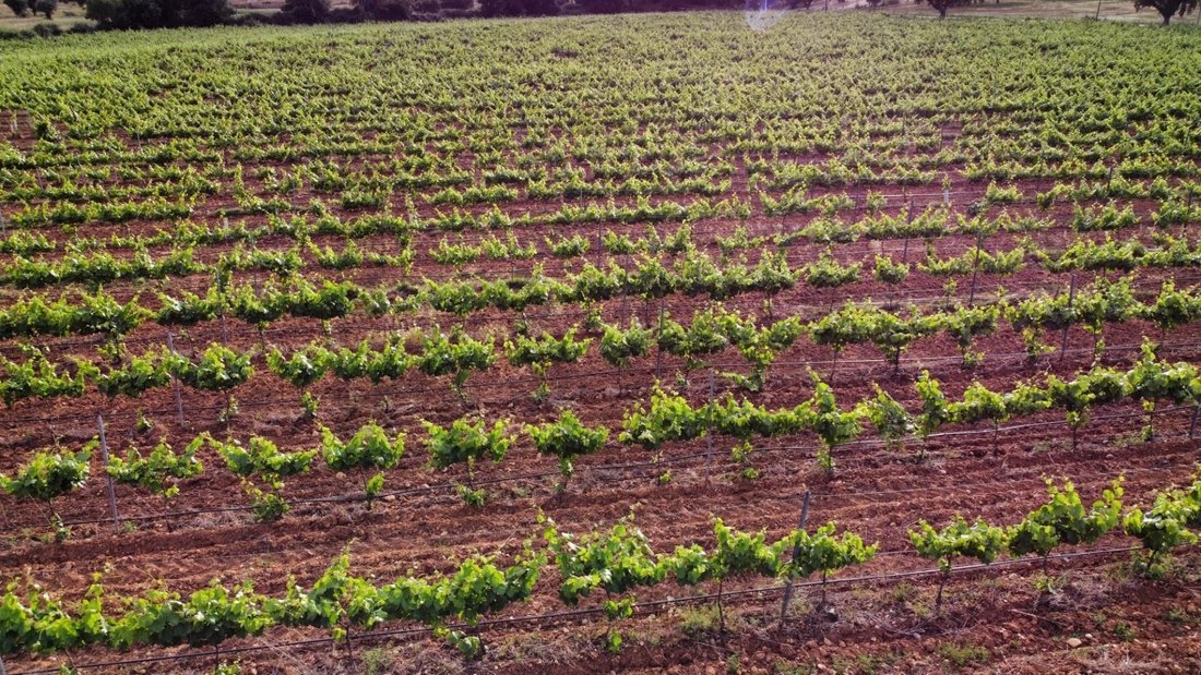 Land in Alandroal (Nossa Senhora da Conceicao), Sao Bras dos Matos (Mina do Bugalho) e Juromenha (Nossa Senhora do Loreto), Évora District, Portugal 3 - 16395400