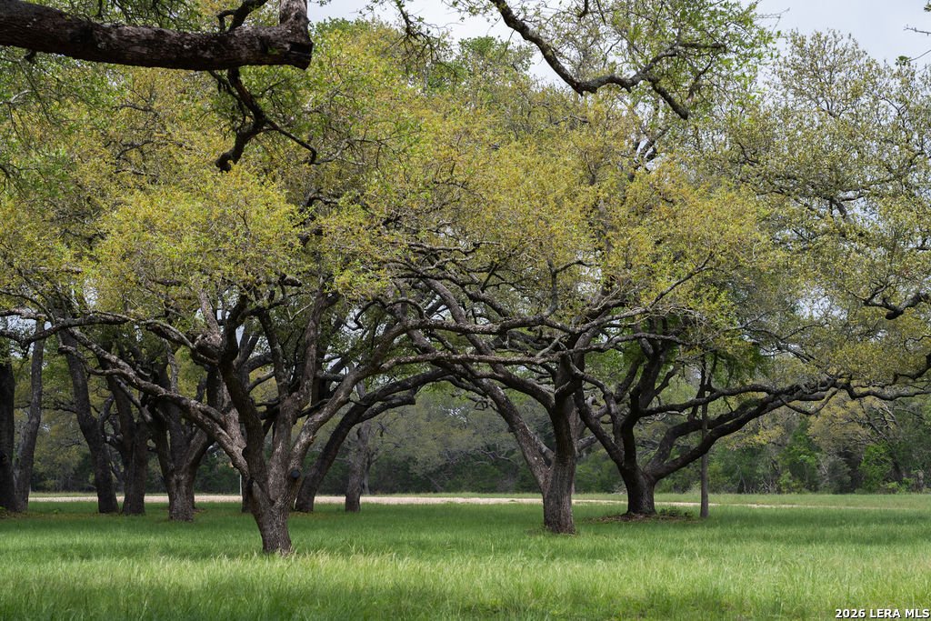 Farm Ranch in New Braunfels, Texas, United States 3 - 18184384