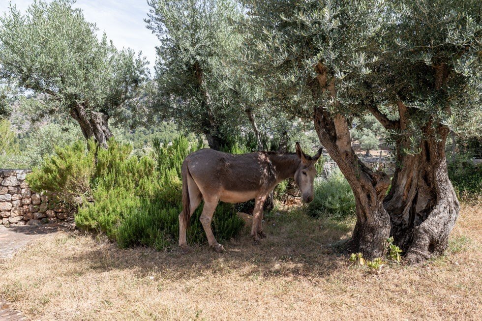 Country House in Soller, Balearic Islands, Spain 2 - 18185431