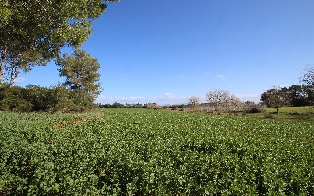 Land in Maria de la Salut, Balearic Islands, Spain 2 - 18191374