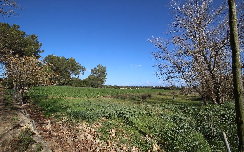 Land in Maria de la Salut, Balearic Islands, Spain 4 - 18191374