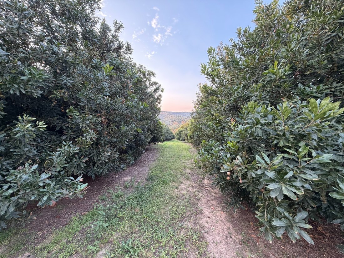 Farm Ranch in Mashishing, Mpumalanga, South Africa 4 - 18193310