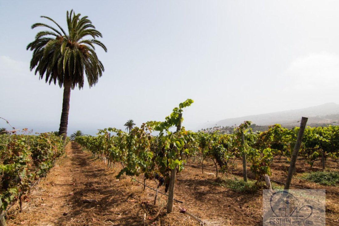 Finca in La Quinta, Canary Islands, Spain 4 - 12142075