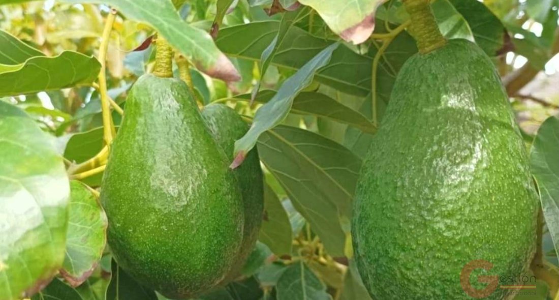 Finca in Motril, Andalusia, Spain 2 - 16933668