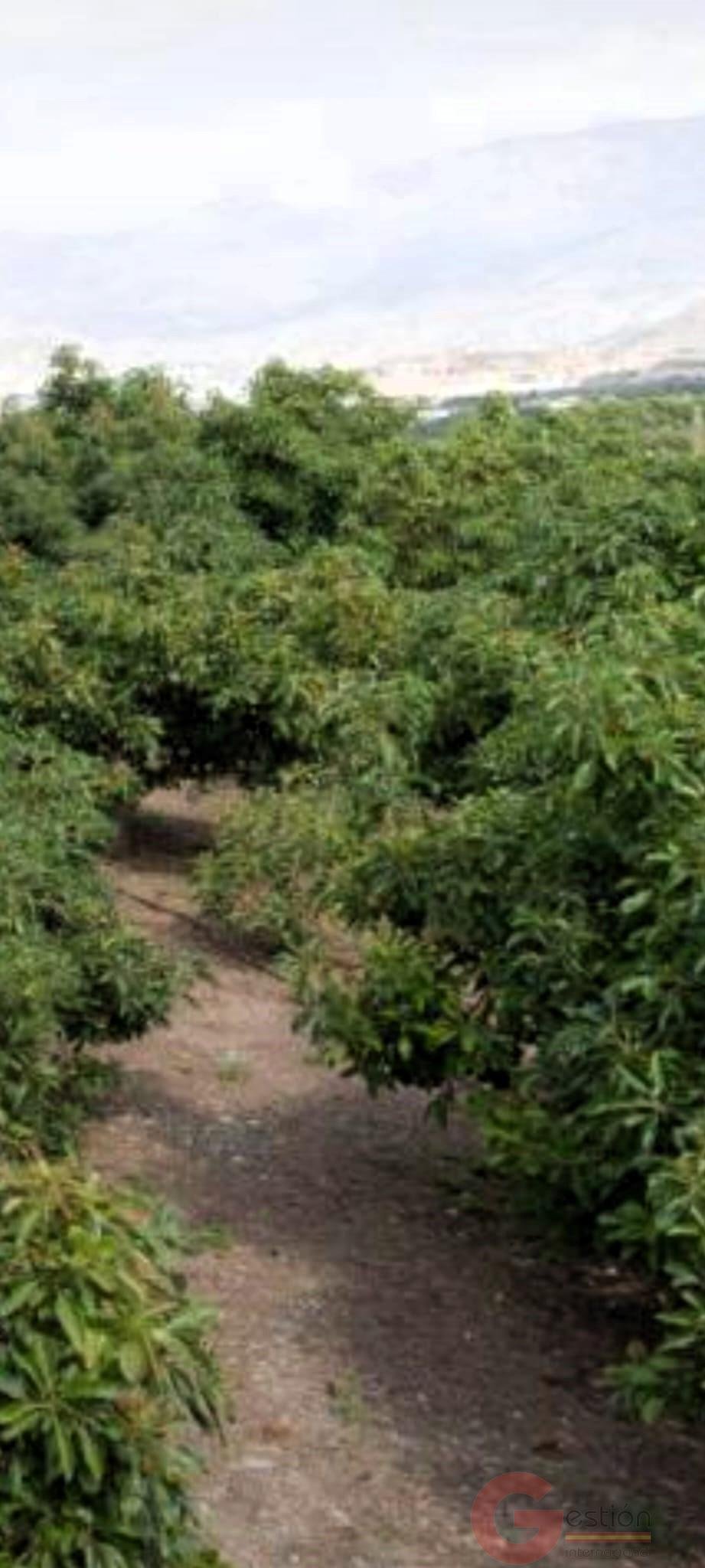 Finca in Motril, Andalusia, Spain 3 - 16933668