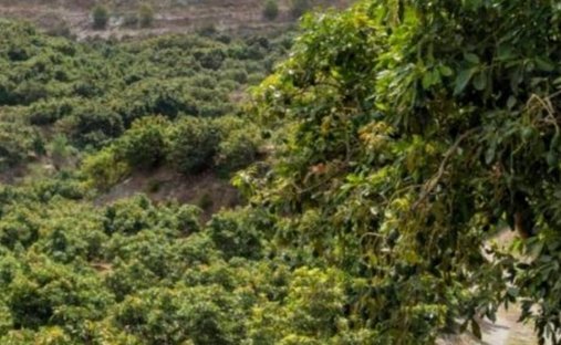 Finca in Motril, Andalusia, Spain 1