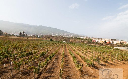Finca in La Quinta, Canary Islands, Spain 1