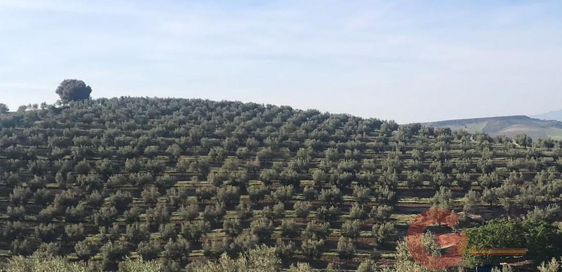 Finca in Castril, Andalusia, Spain 4 - 16934269