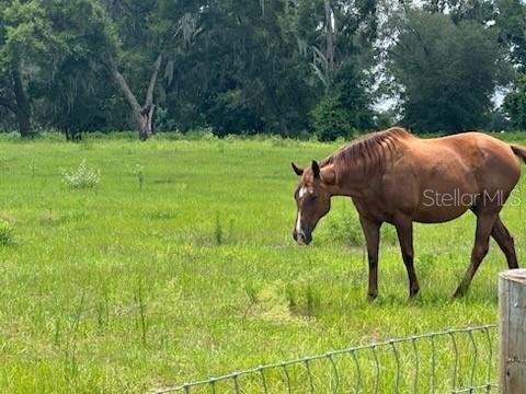 Farm Ranch in Reddick, Florida, United States 5 - 18203816