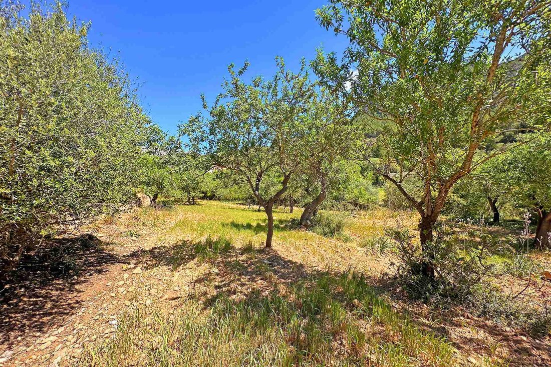 Land in Andratx, Balearic Islands, Spain 5 - 18203391