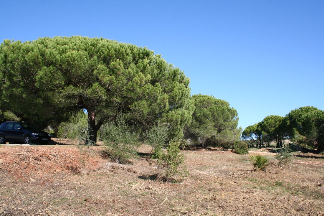 Land in Sotogrande, San Roque, Andalusia 5 - 18206420