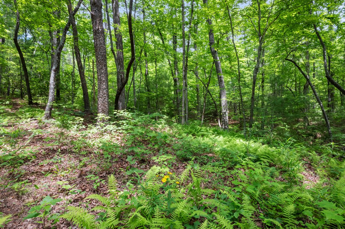 Land in Ellijay, Georgia, United States 5 - 18209850
