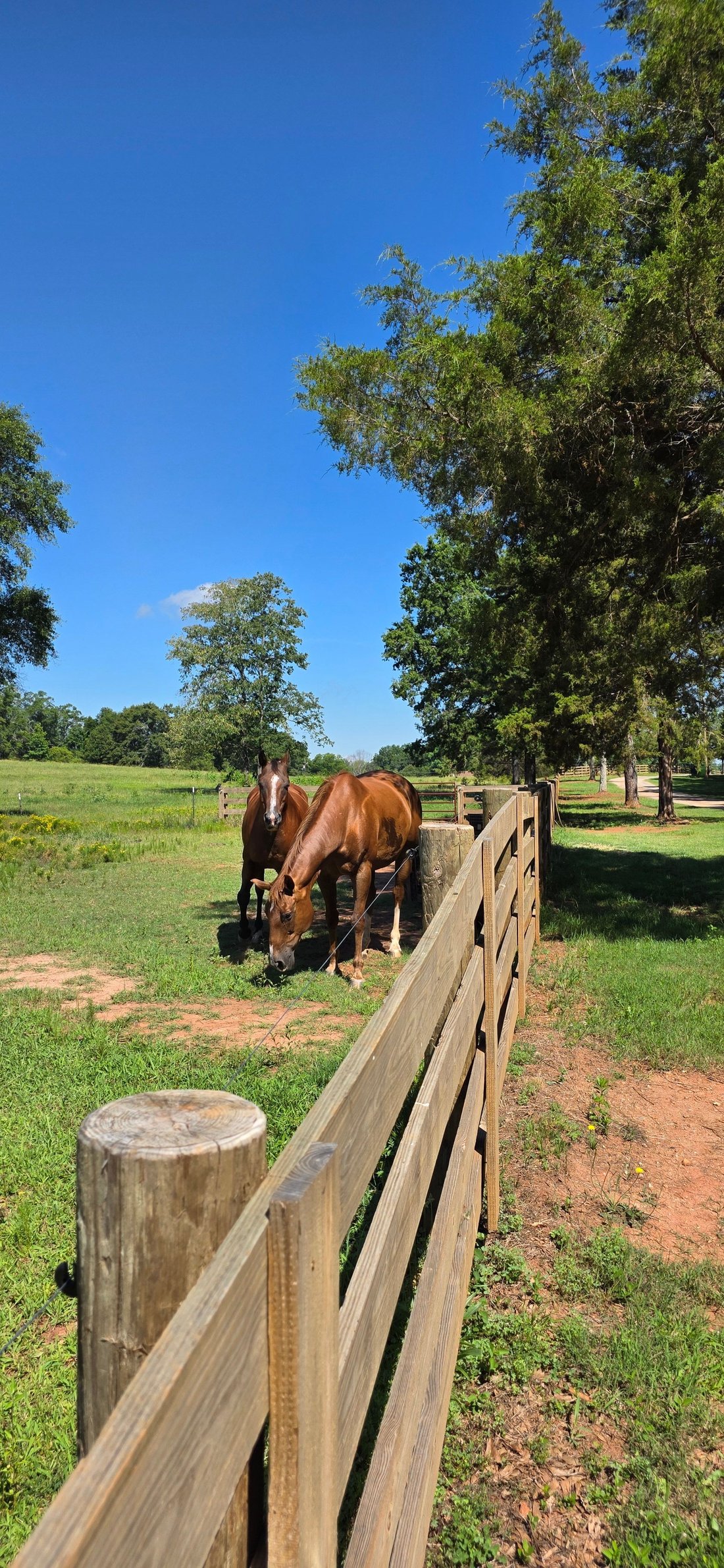 Farm Ranch in Anderson, South Carolina, United States 2 - 17570766
