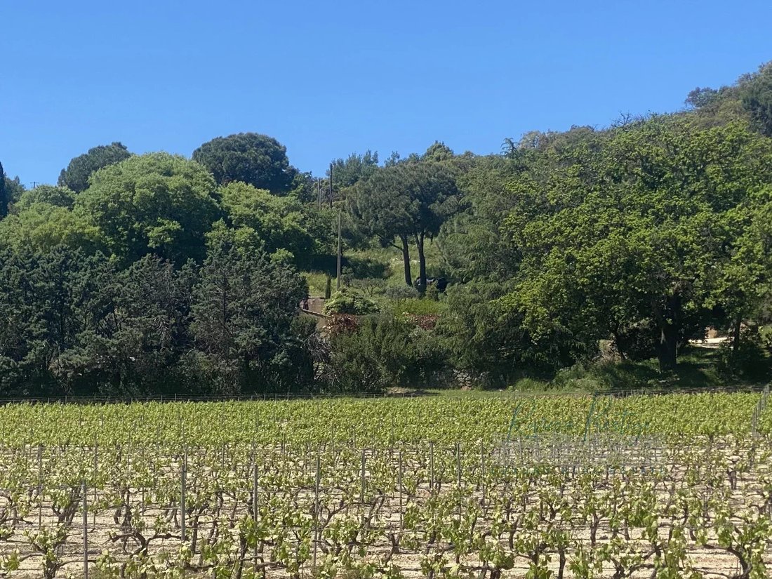 Farm Ranch in Grimaud, Provence-Alpes-Côte d'Azur, France 2 - 15252991