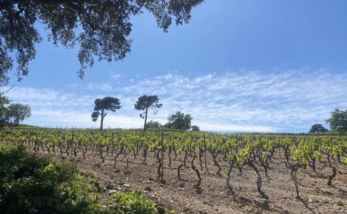Farm Ranch in Grimaud, Provence-Alpes-Côte d'Azur, France 1