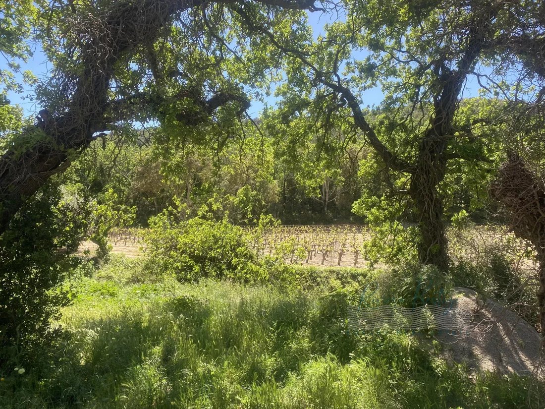 Farm Ranch in Grimaud, Provence-Alpes-Côte d'Azur, France 5 - 15250496