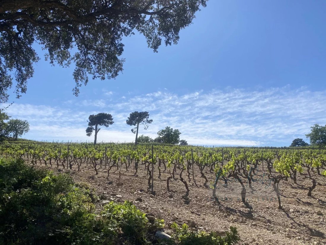 Farm Ranch in Grimaud, Provence-Alpes-Côte d'Azur, France 1 - 15250496