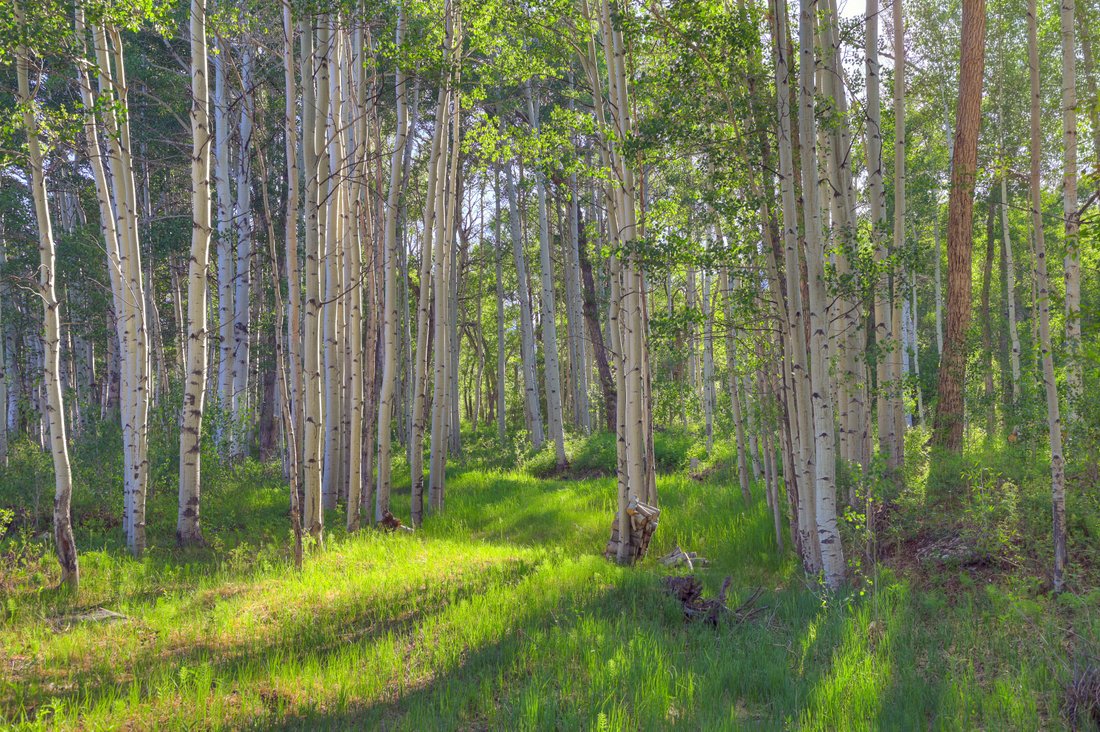 Buena Vista, Colorado, United States 4 - 18219560