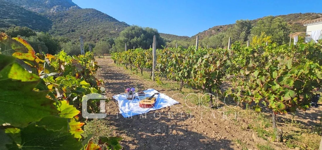 Domaine à Porto Rotondo, Olbia, Sardaigne 2 - 18220658