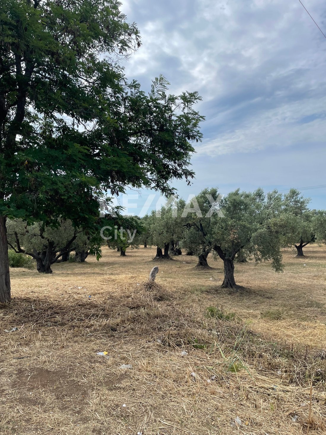 Land in Alexandroupoli, Macedonia and Thrace, Greece 1 - 18211491