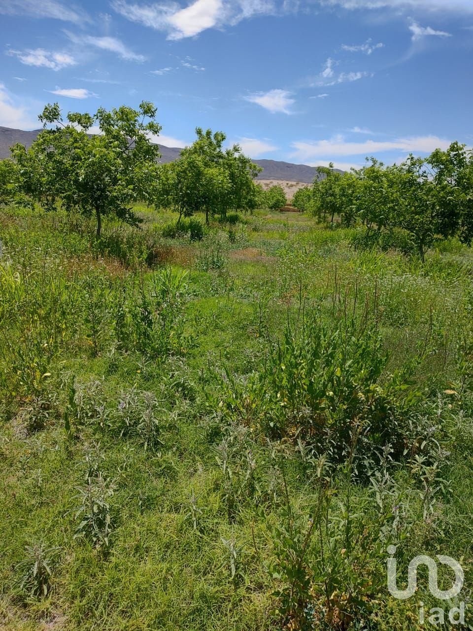 Land in Rancho Buena Vista, Chihuahua, Mexico 1 - 18223834
