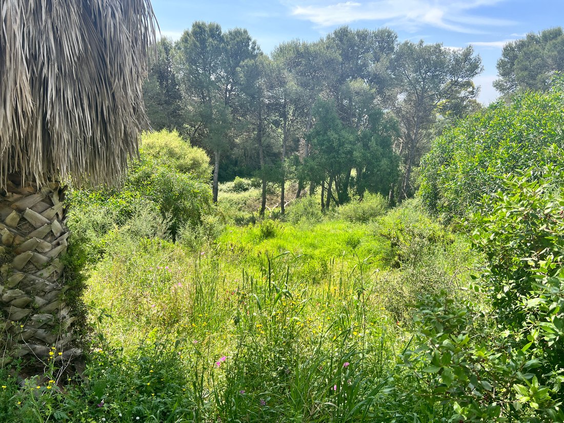 Land in Sotogrande, San Roque, Andalusia 2 - 18221639