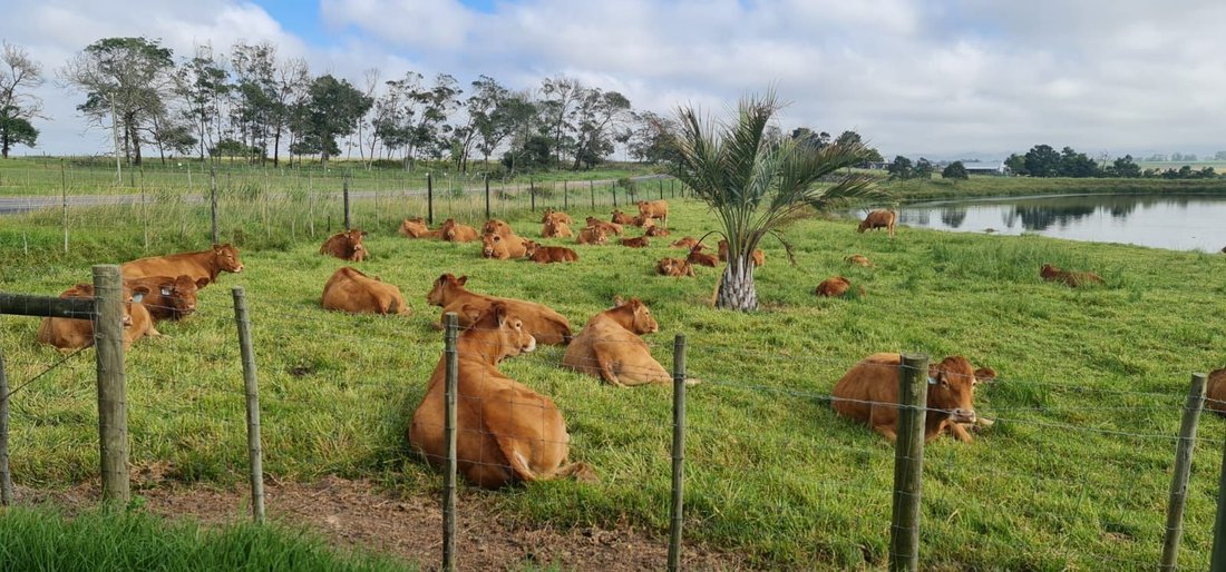 Farm Ranch in George, Western Cape, South Africa 3 - 18232200