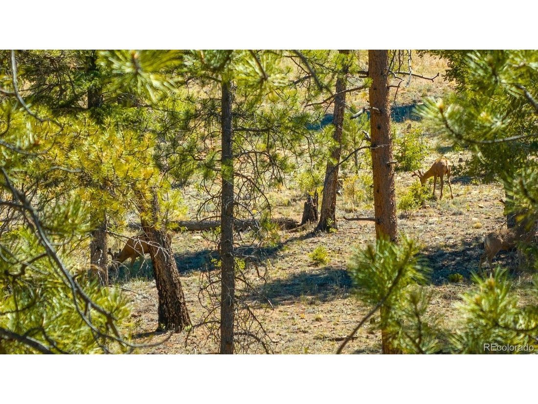 House in Lake George, Colorado, United States 4 - 18225626