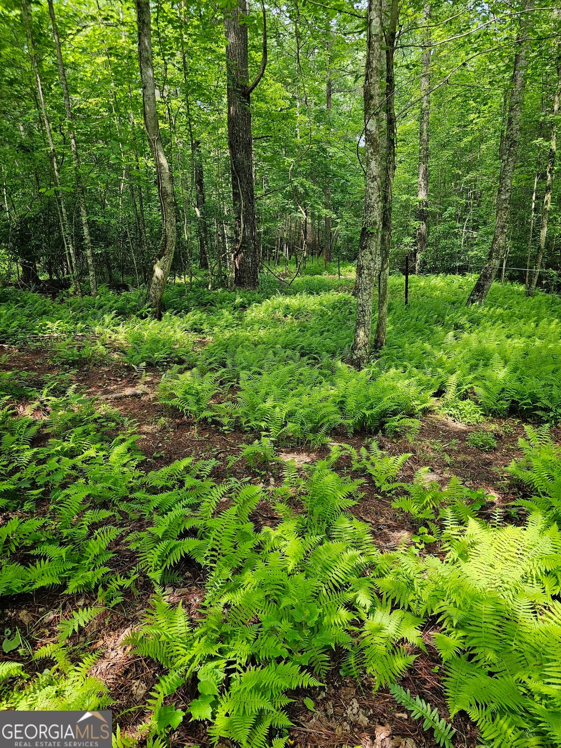 Land in Dahlonega, Georgia, United States 2 - 17954718