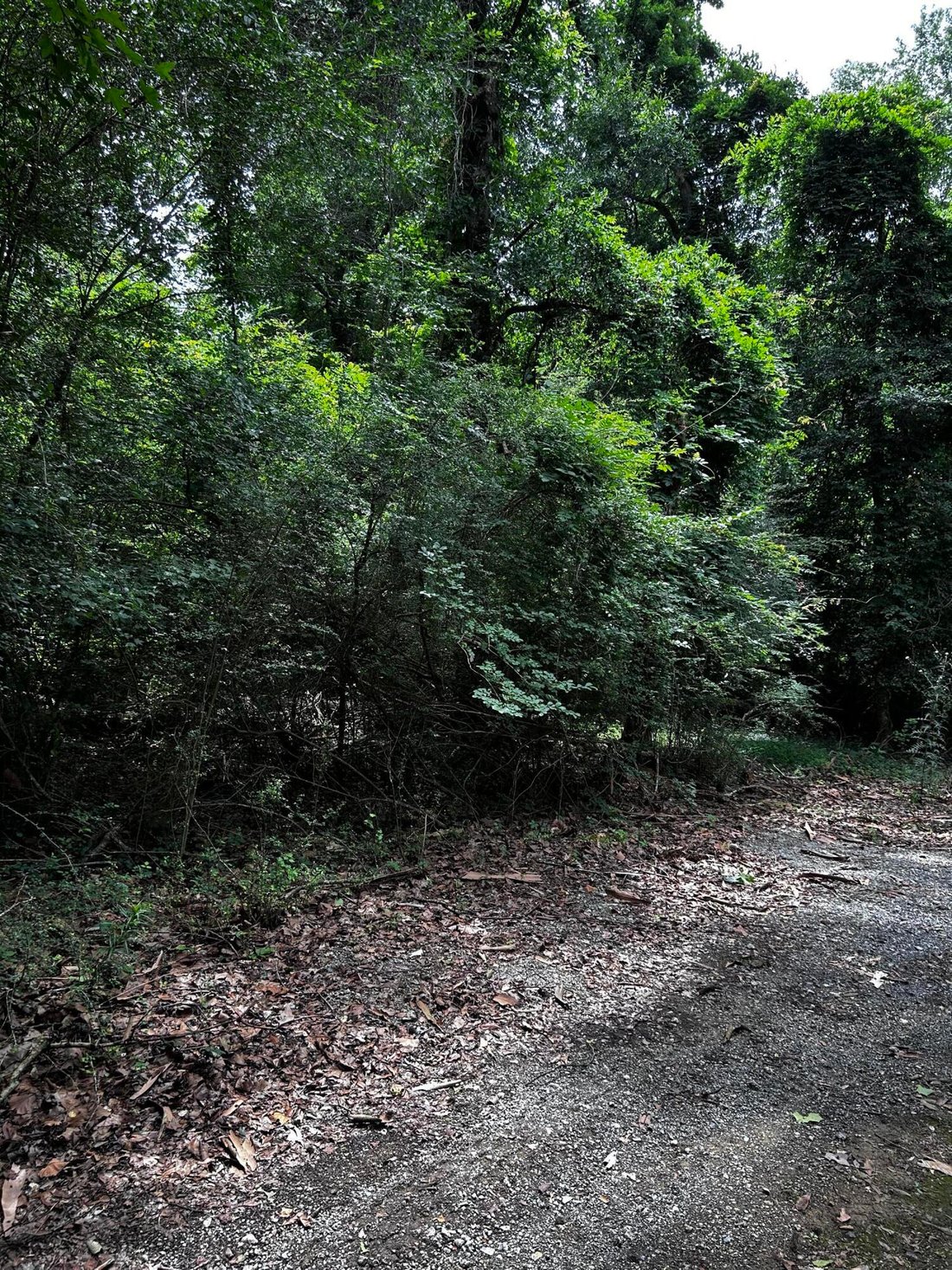 Land in Ridgeville, South Carolina, United States 4 - 18233545