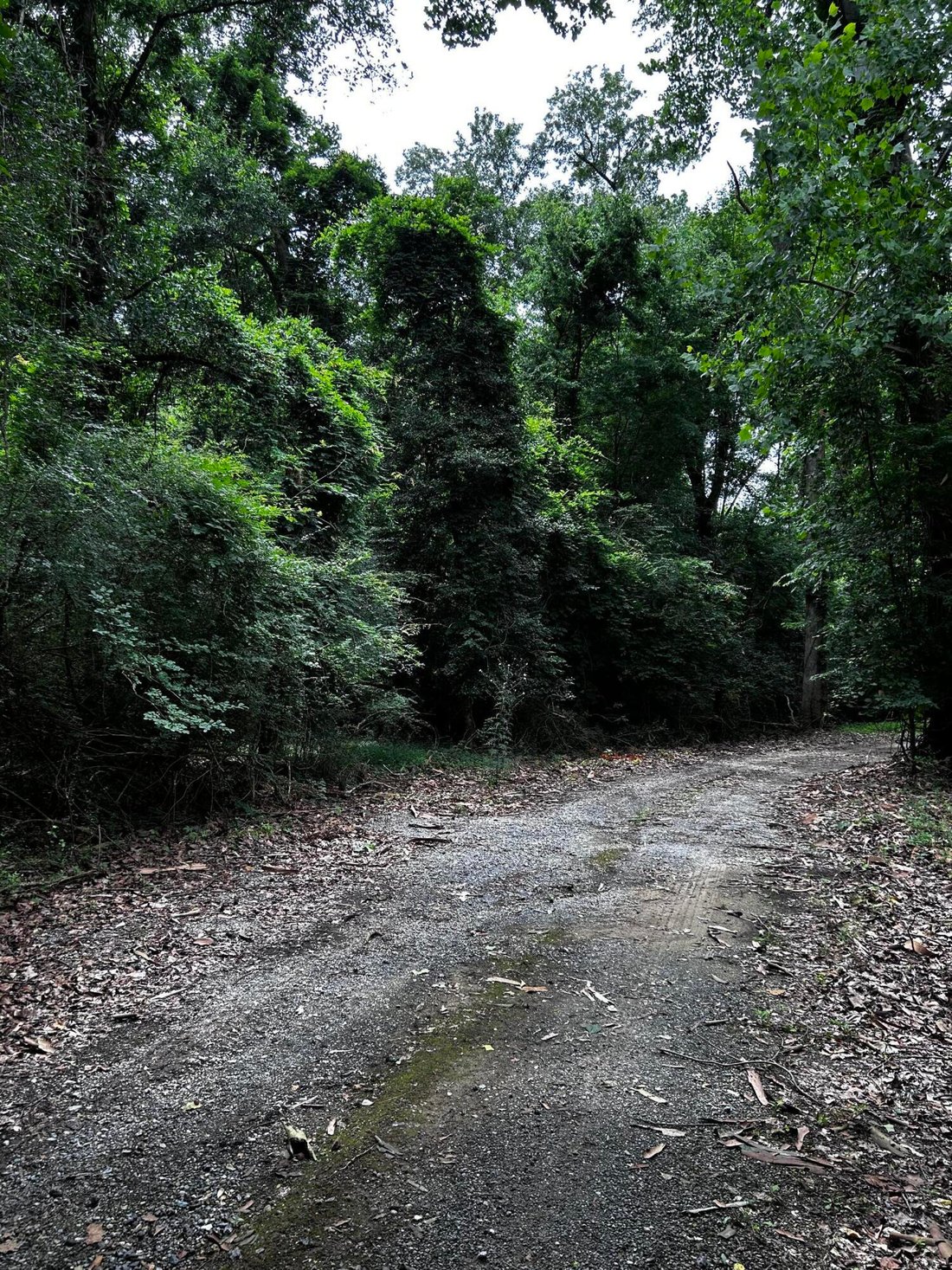 Land in Ridgeville, South Carolina, United States 5 - 18233545
