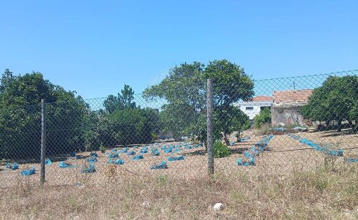 Terreno en Rio Maior, Distrito de Santarém, Portugal 1