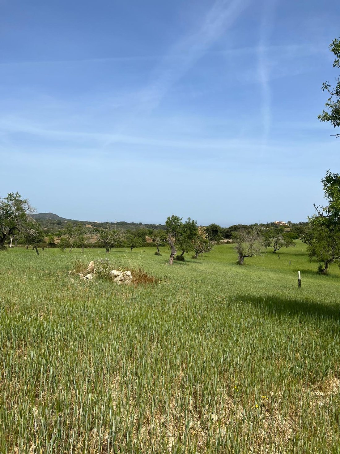 Land in S’Alqueria Blanca, Santanyí, Balearische Inseln 4 - 18242056