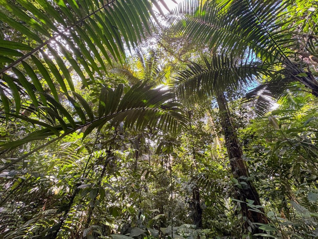 Land in Sarapiquí, Sarapiqui, Costa Rica 5 - 18240144